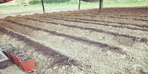 青島百合重綻光彩 五株母本育出二十萬(wàn)新苗，中國(guó)農(nóng)科院半島試驗(yàn)基地助力產(chǎn)業(yè)升級(jí)